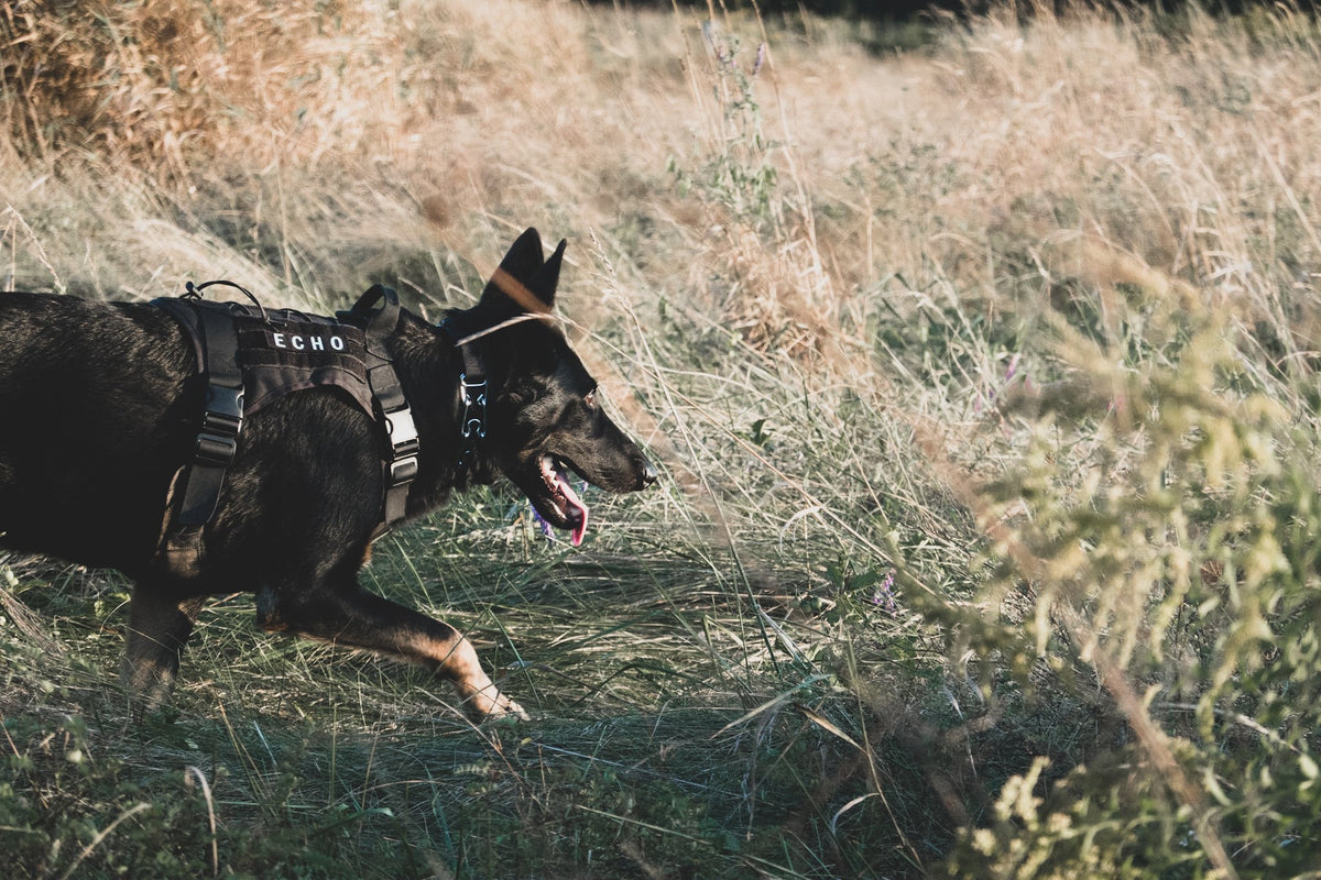 tactical dog vest harness for k9 german shepherd belgian malinois
