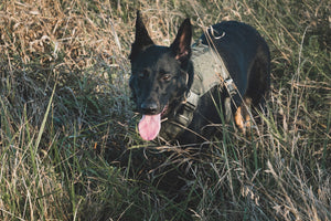 black echo company dog harness vest tactical